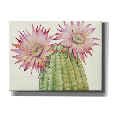 Image of 'Desert Blossoms II' by Tim O'Toole, Canvas Wall Art