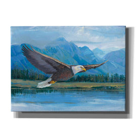 'Eagle Soaring' by Tim O'Toole, Canvas Wall Art