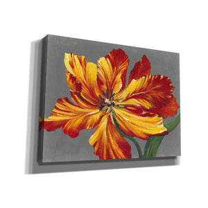 'Tulip Portrait I' by Tim O'Toole, Canvas Wall Art
