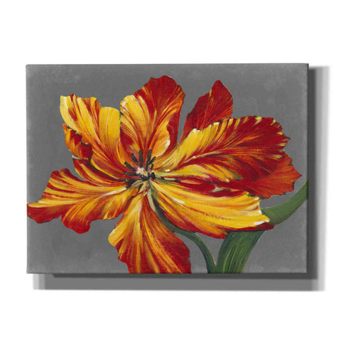Image of 'Tulip Portrait I' by Tim O'Toole, Canvas Wall Art