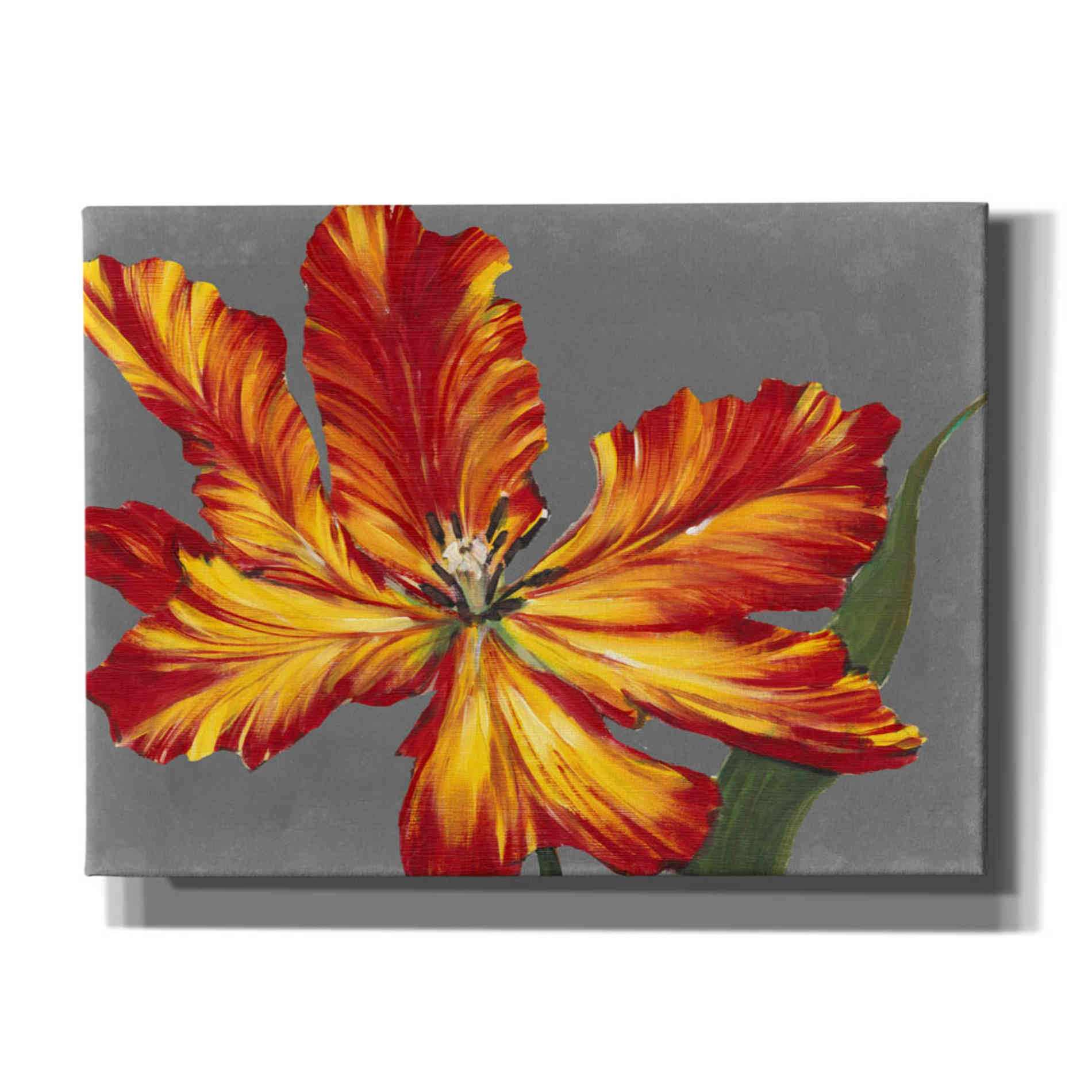 'Tulip Portrait II' by Tim O'Toole, Canvas Wall Art