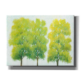 'Spring Eternal I' by Tim O'Toole, Canvas Wall Art