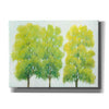 'Spring Eternal I' by Tim O'Toole, Canvas Wall Art