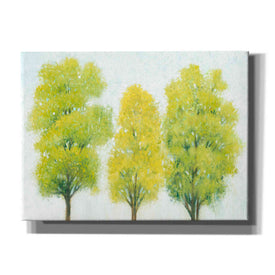 'Spring Eternal II' by Tim O'Toole, Canvas Wall Art