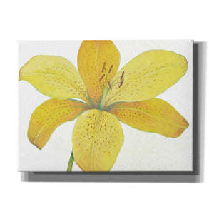 'Citron Tiger Lily II' by Tim O'Toole, Canvas Wall Art