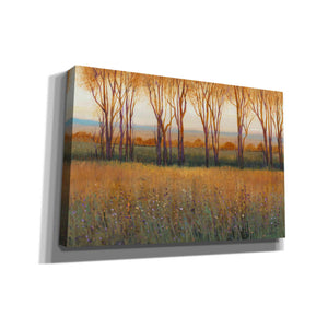 'Glow in the Afternoon II' by Tim O'Toole, Canvas Wall Art