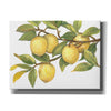 'Ripe for Picking I' by Tim O'Toole, Canvas Wall Art