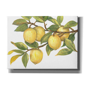 'Ripe for Picking I' by Tim O'Toole, Canvas Wall Art