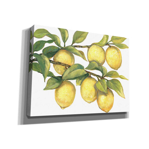 Image of 'Ripe for Picking II' by Tim O'Toole, Canvas Wall Art