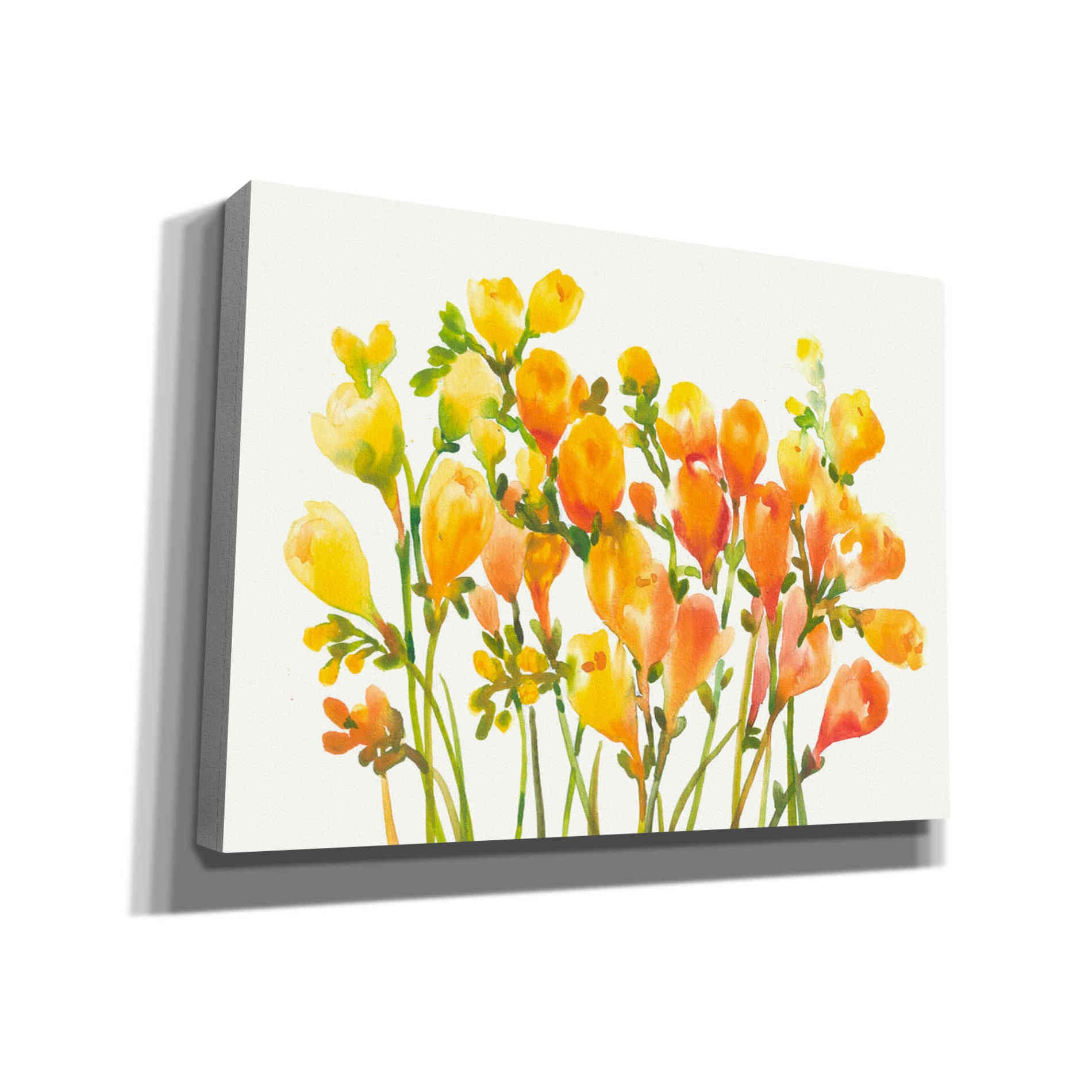 'Freesia I' by Tim O'Toole, Canvas Wall Art