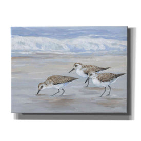 'Sandpipers II' by Tim O'Toole, Canvas Wall Art
