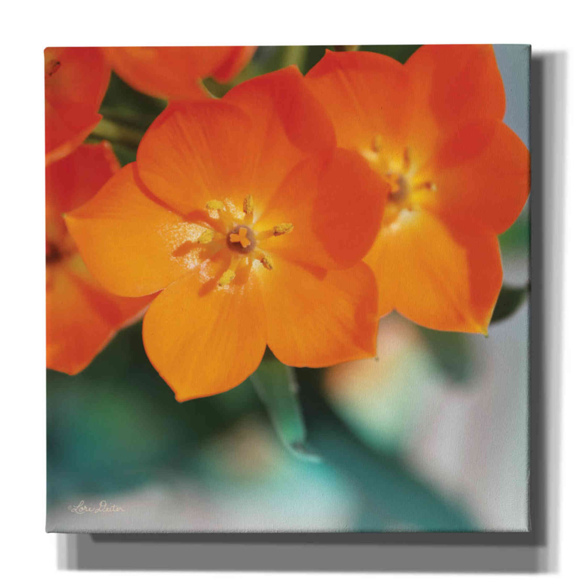 'Floral Pop III' by Lori Deiter, Canvas Wall Art