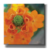 'Floral Pop IV' by Lori Deiter, Canvas Wall Art
