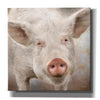 'Pig Face' by Lori Deiter, Canvas Wall Art