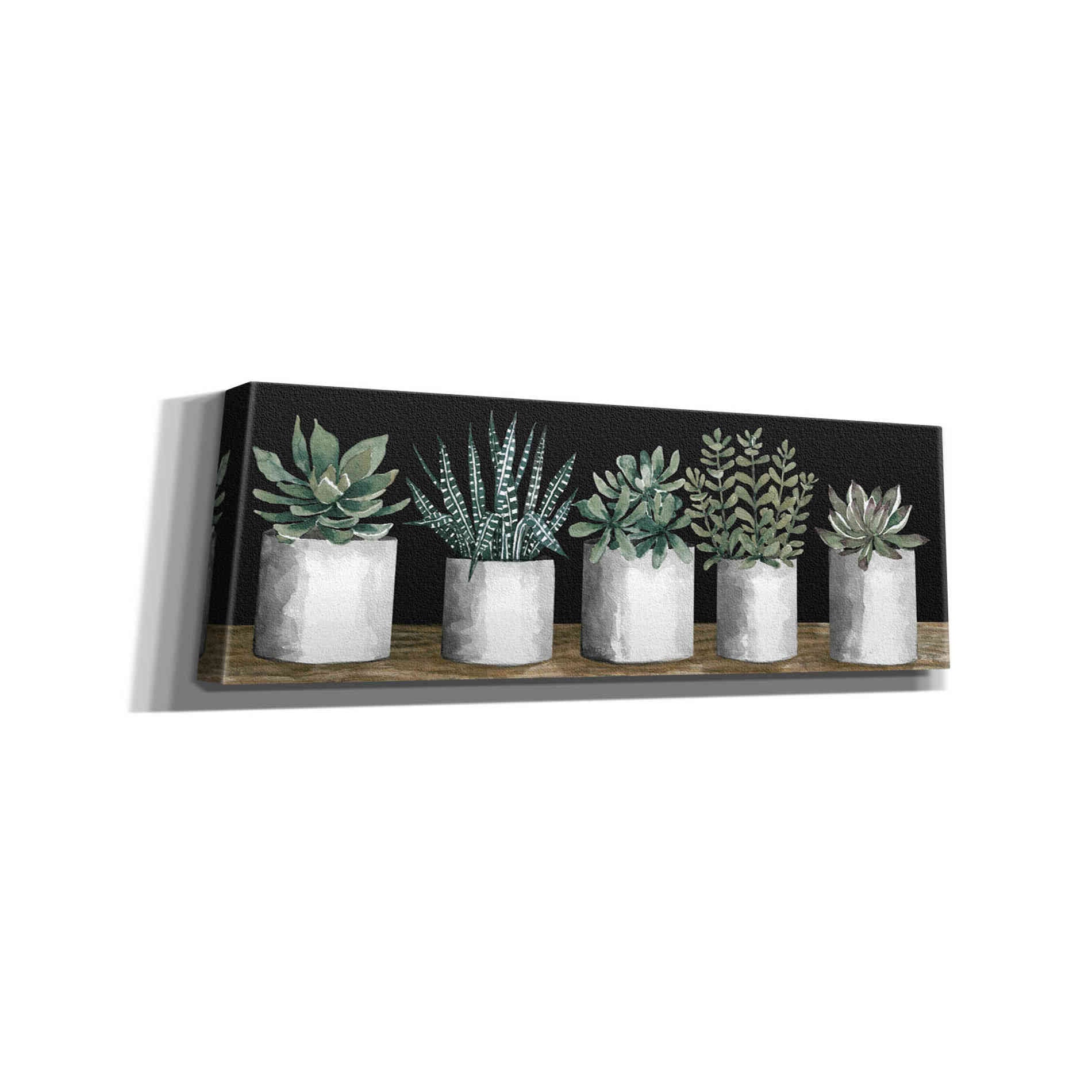 'Succulent Row' by Cindy Jacobs, Canvas Wall Art