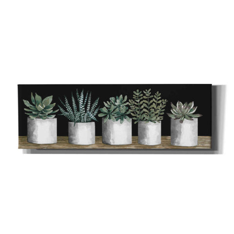 Image of 'Succulent Row' by Cindy Jacobs, Canvas Wall Art