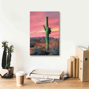 'Vibrant Cactus Sunset' by Lori Deiter, Canvas Wall Art,12 x 18