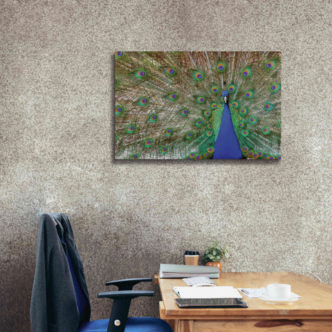 Image of 'Peacock' by Lori Deiter, Canvas Wall Art,40 x 26