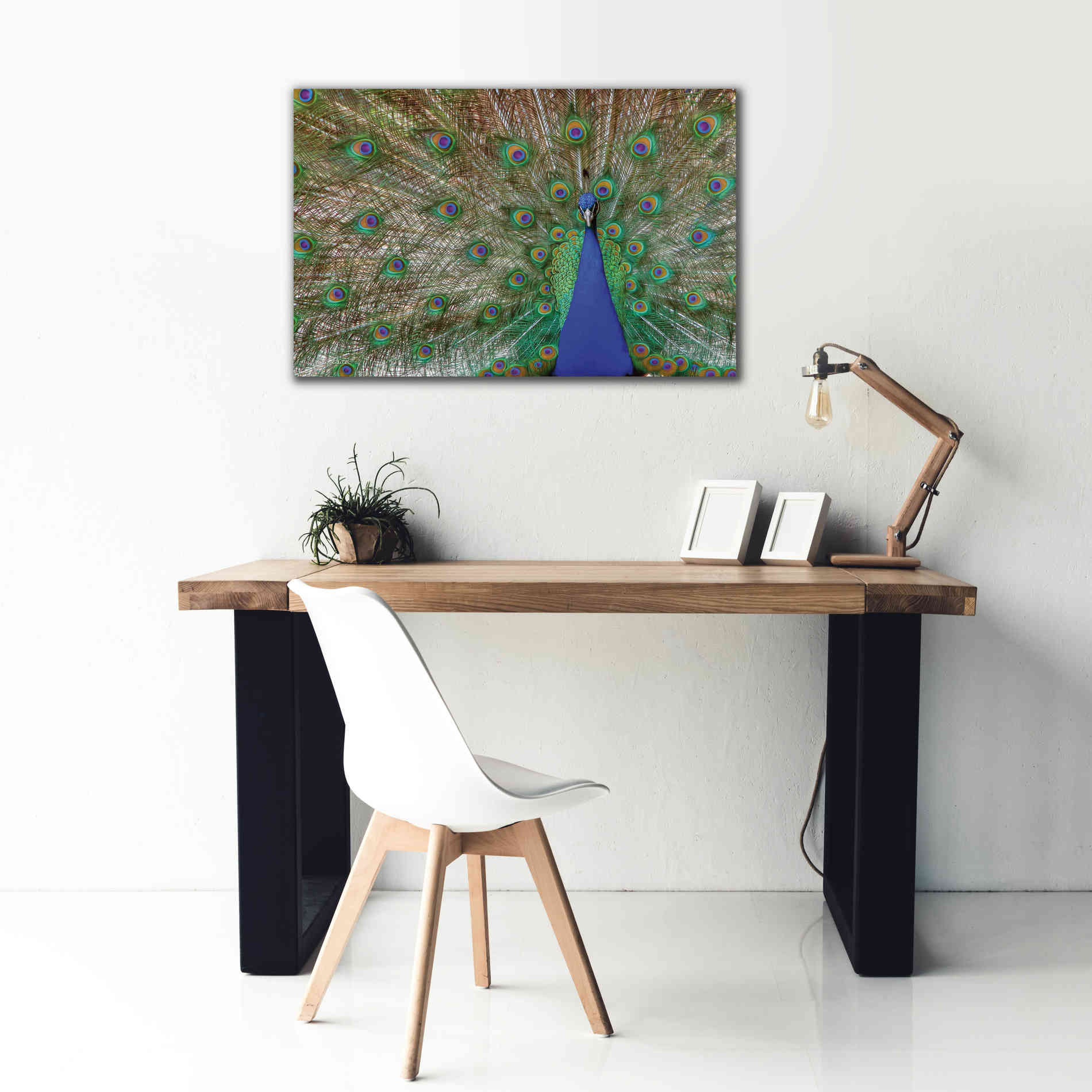 'Peacock' by Lori Deiter, Canvas Wall Art,40 x 26