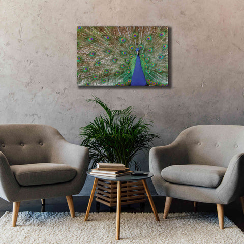 Image of 'Peacock' by Lori Deiter, Canvas Wall Art,40 x 26