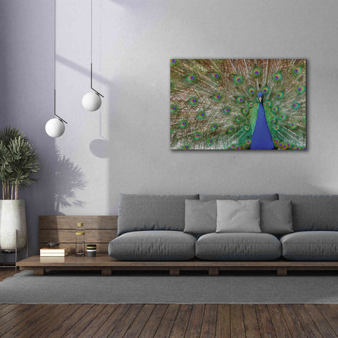 Image of 'Peacock' by Lori Deiter, Canvas Wall Art,60 x 40