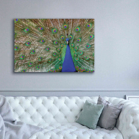 Image of 'Peacock' by Lori Deiter, Canvas Wall Art,60 x 40