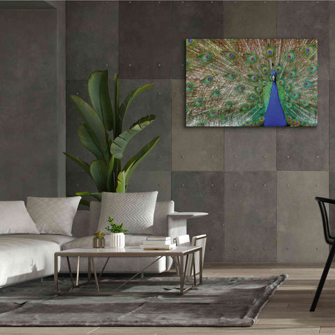 Image of 'Peacock' by Lori Deiter, Canvas Wall Art,60 x 40