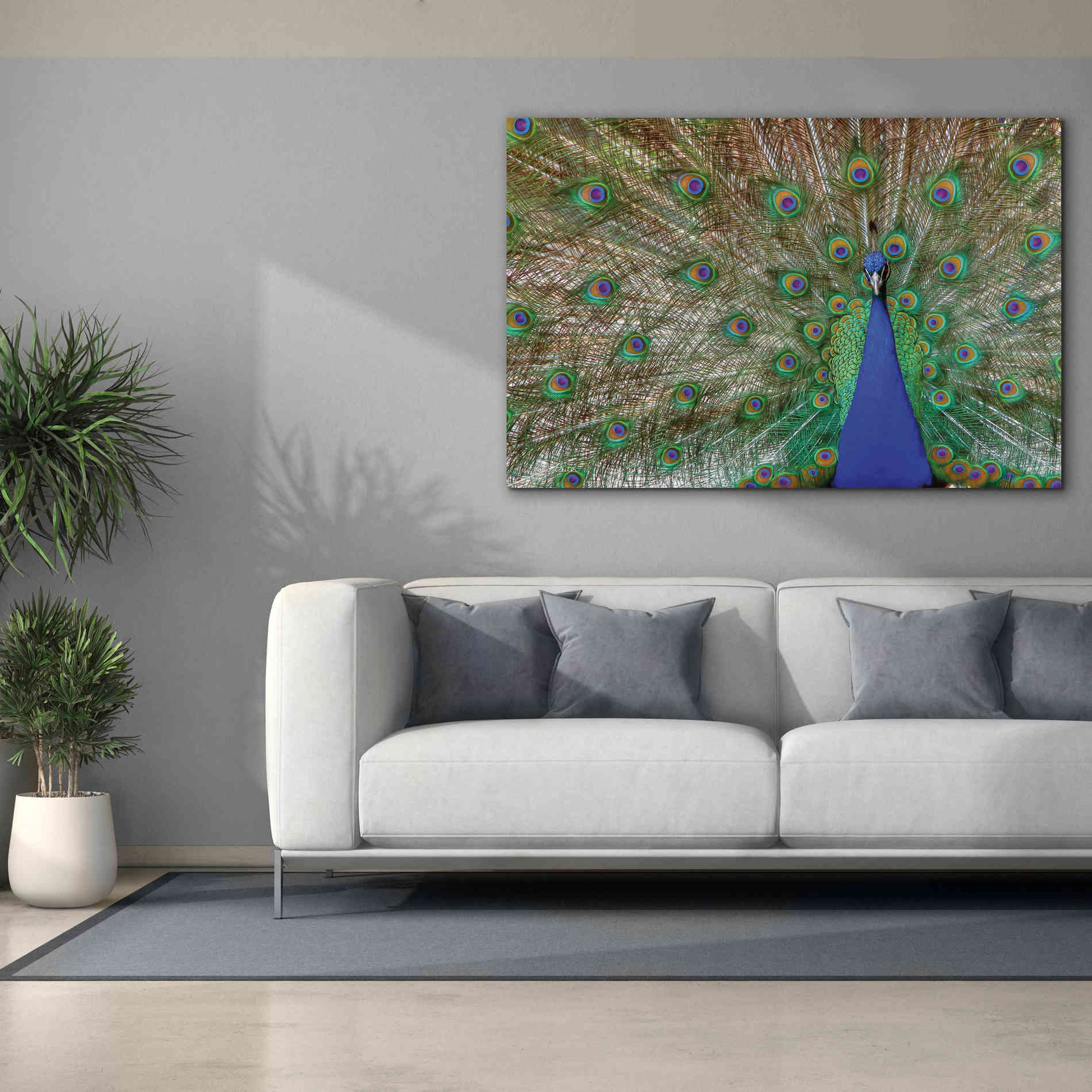 'Peacock' by Lori Deiter, Canvas Wall Art,60 x 40
