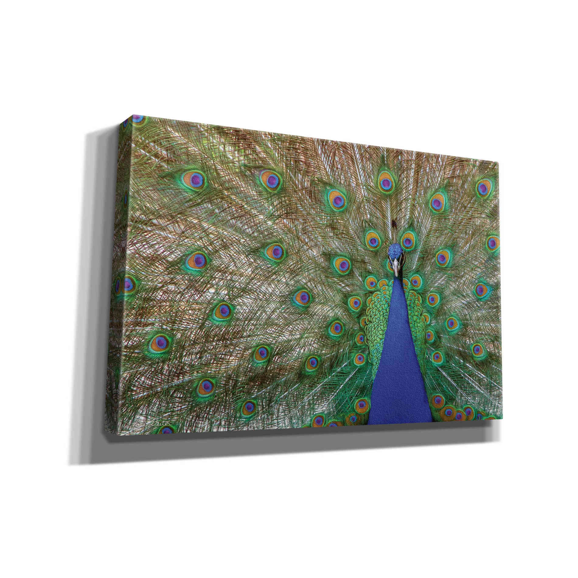 'Peacock' by Lori Deiter, Canvas Wall Art