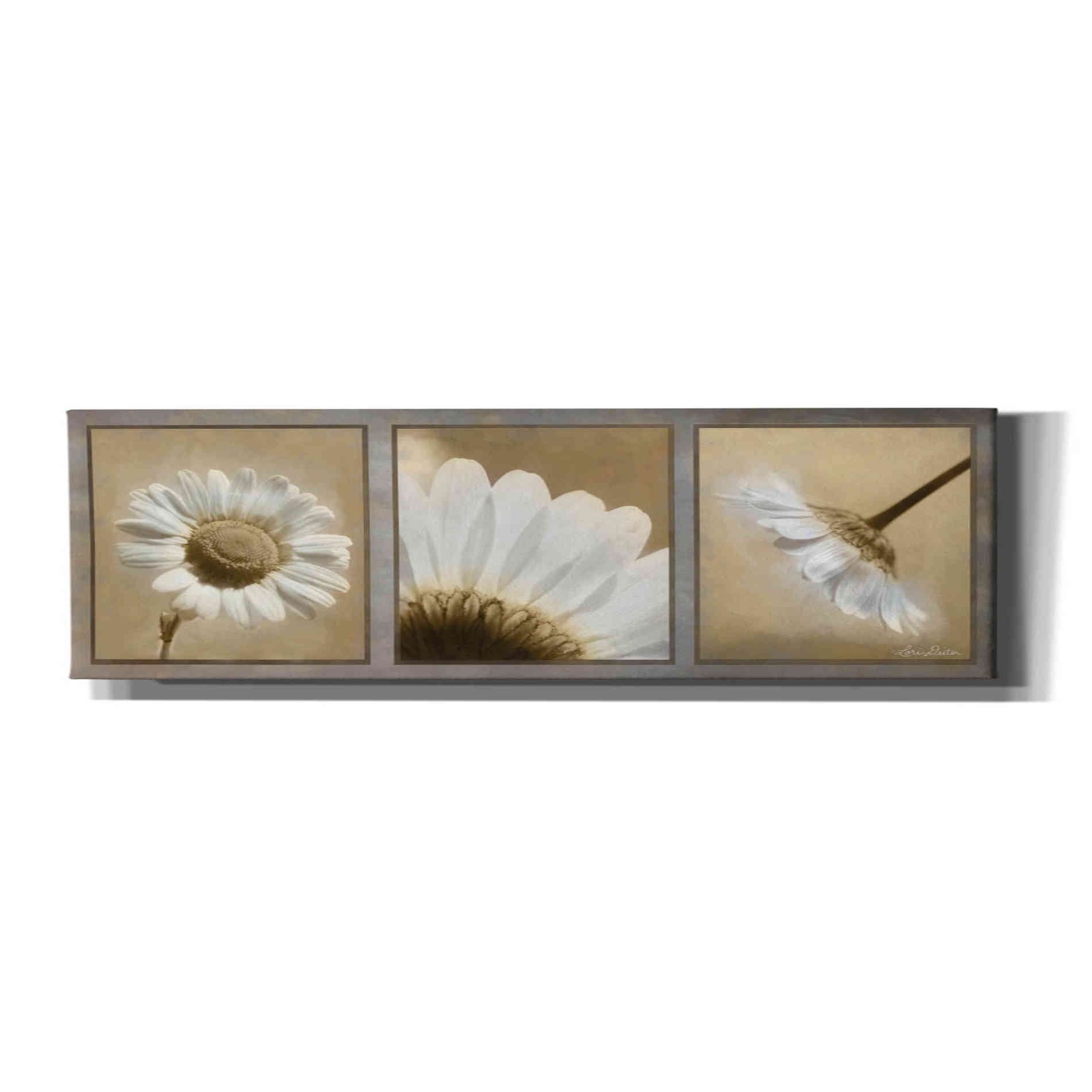 'Daisy Trio' by Lori Deiter, Canvas Wall Art