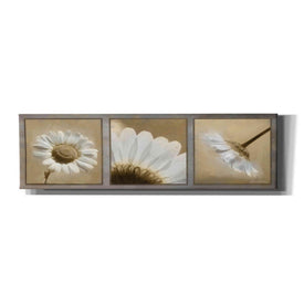 'Daisy Trio' by Lori Deiter, Canvas Wall Art