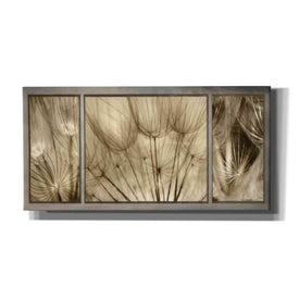 'Goatsbeard Trio' by Lori Deiter, Canvas Wall Art