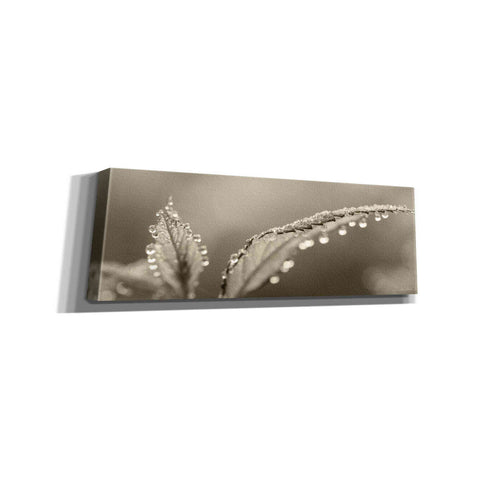 Image of 'Dewey Morning' by Lori Deiter, Canvas Wall Art