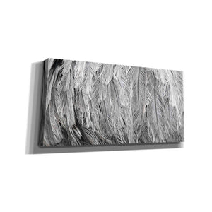 'Silver Feathers' by Lori Deiter, Canvas Wall Art