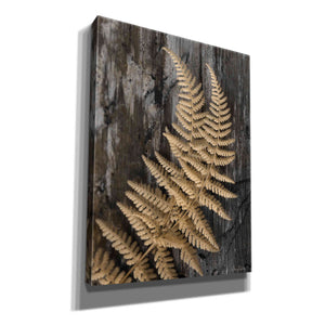 'Natural Gold Fern' by Lori Deiter, Canvas Wall Art