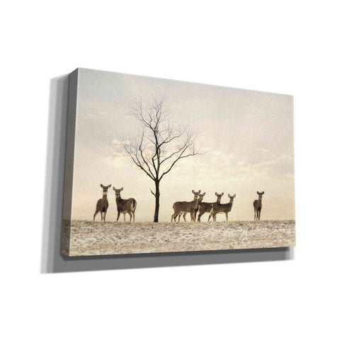 Image of 'Doe a Deer' by Lori Deiter, Canvas Wall Art