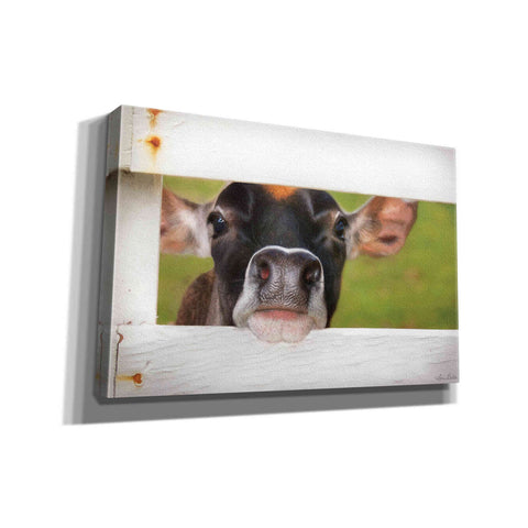 Image of 'Cow at Fence' by Lori Deiter, Canvas Wall Art