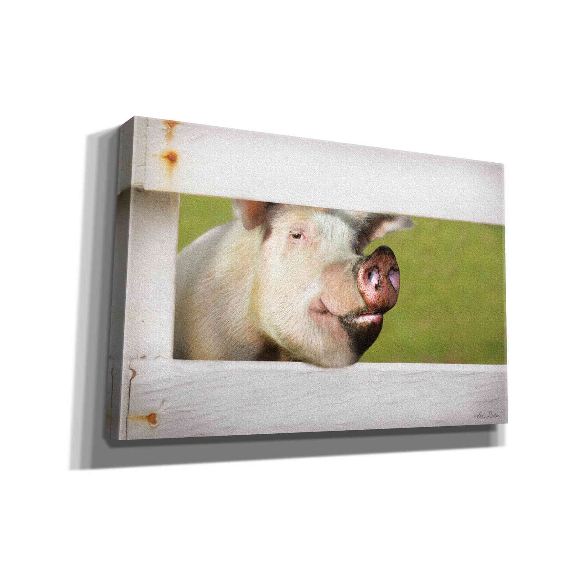 'Pig at Fence' by Lori Deiter, Canvas Wall Art
