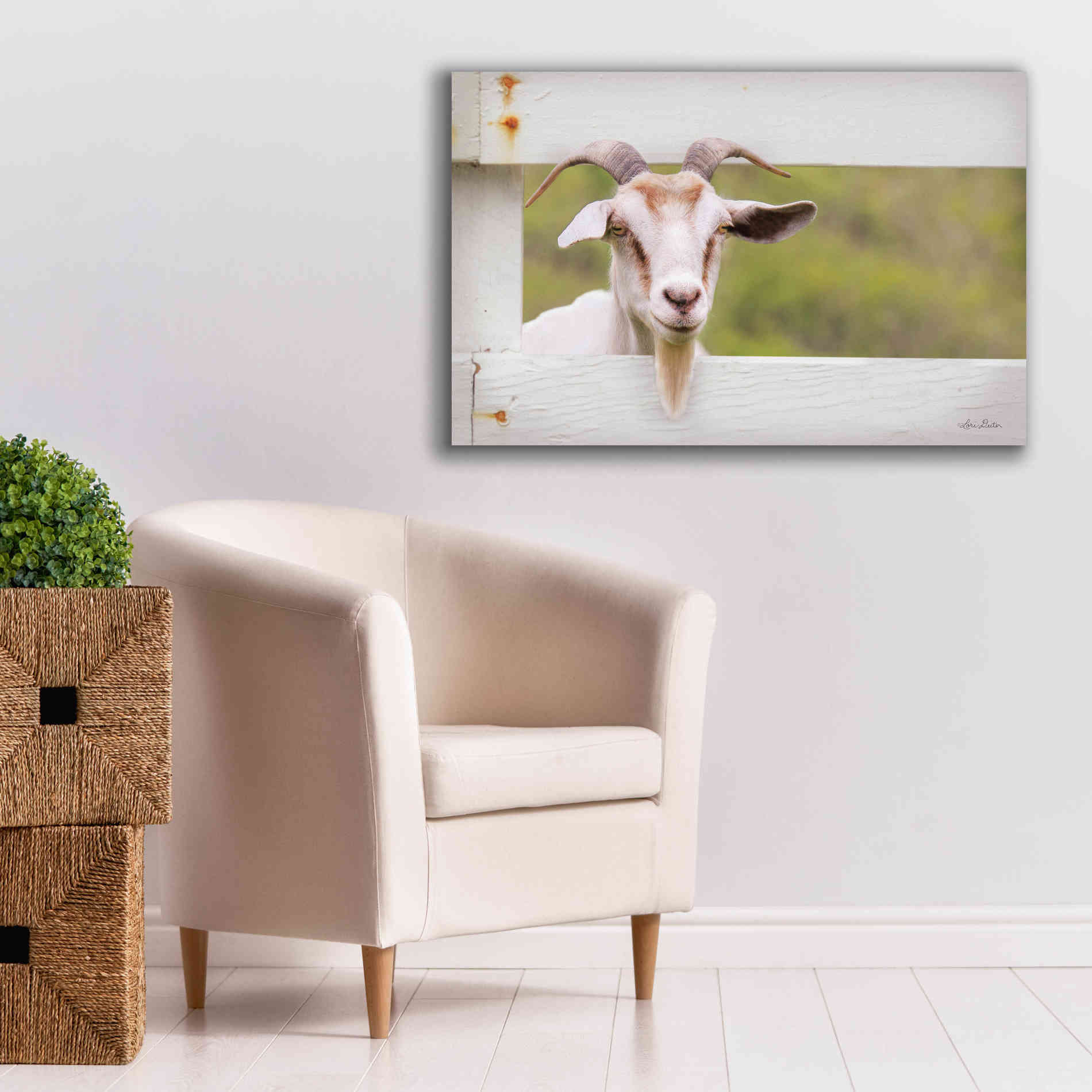'Goat at Fence' by Lori Deiter, Canvas Wall Art,40 x 26