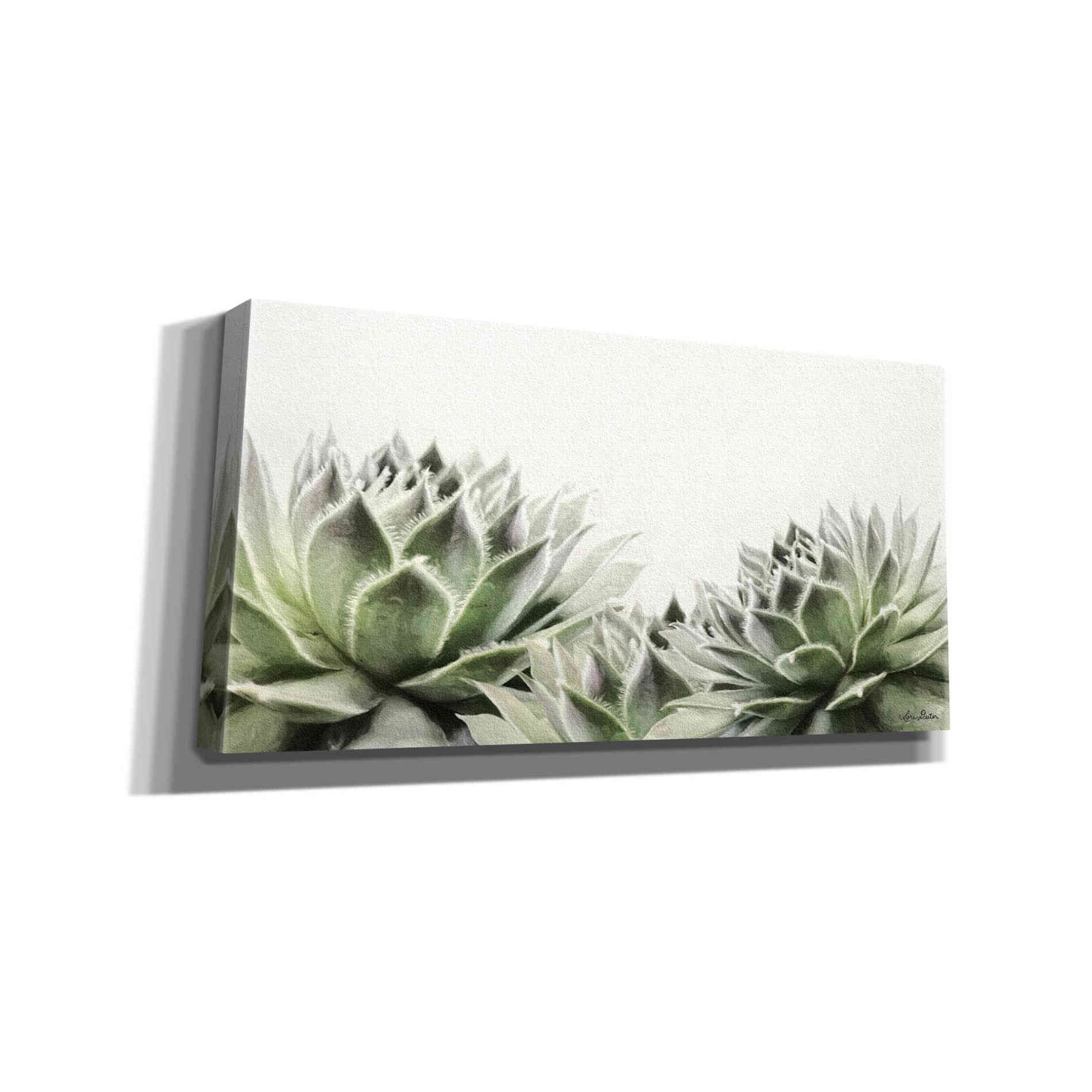 'Soft Succulents I' by Lori Deiter, Canvas Wall Art