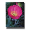'Floral Pop I' by Lori Deiter, Canvas Wall Art