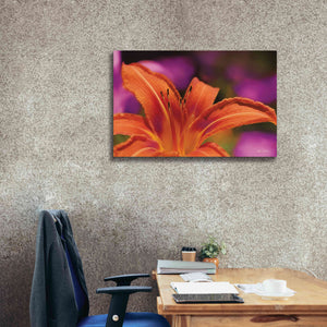 'Floral Pop V' by Lori Deiter, Canvas Wall Art,40 x 26