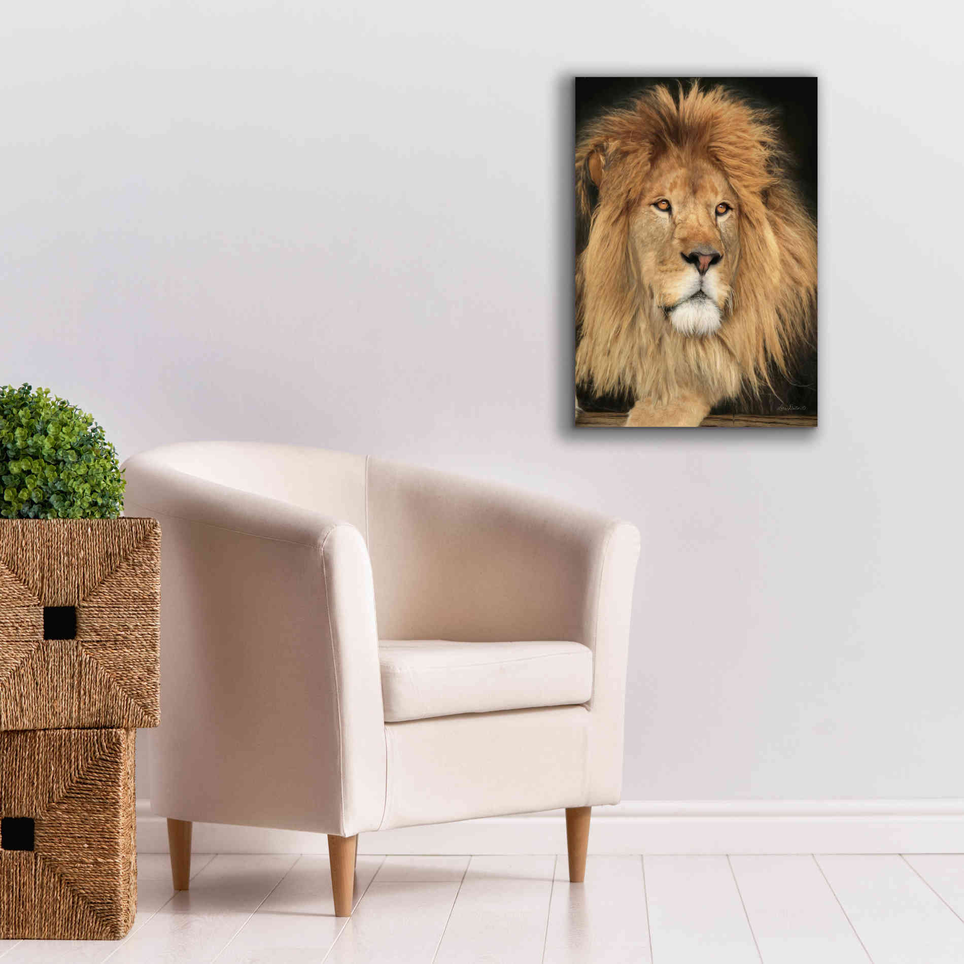 'King of the Jungle' by Lori Deiter, Canvas Wall Art,18 x 26