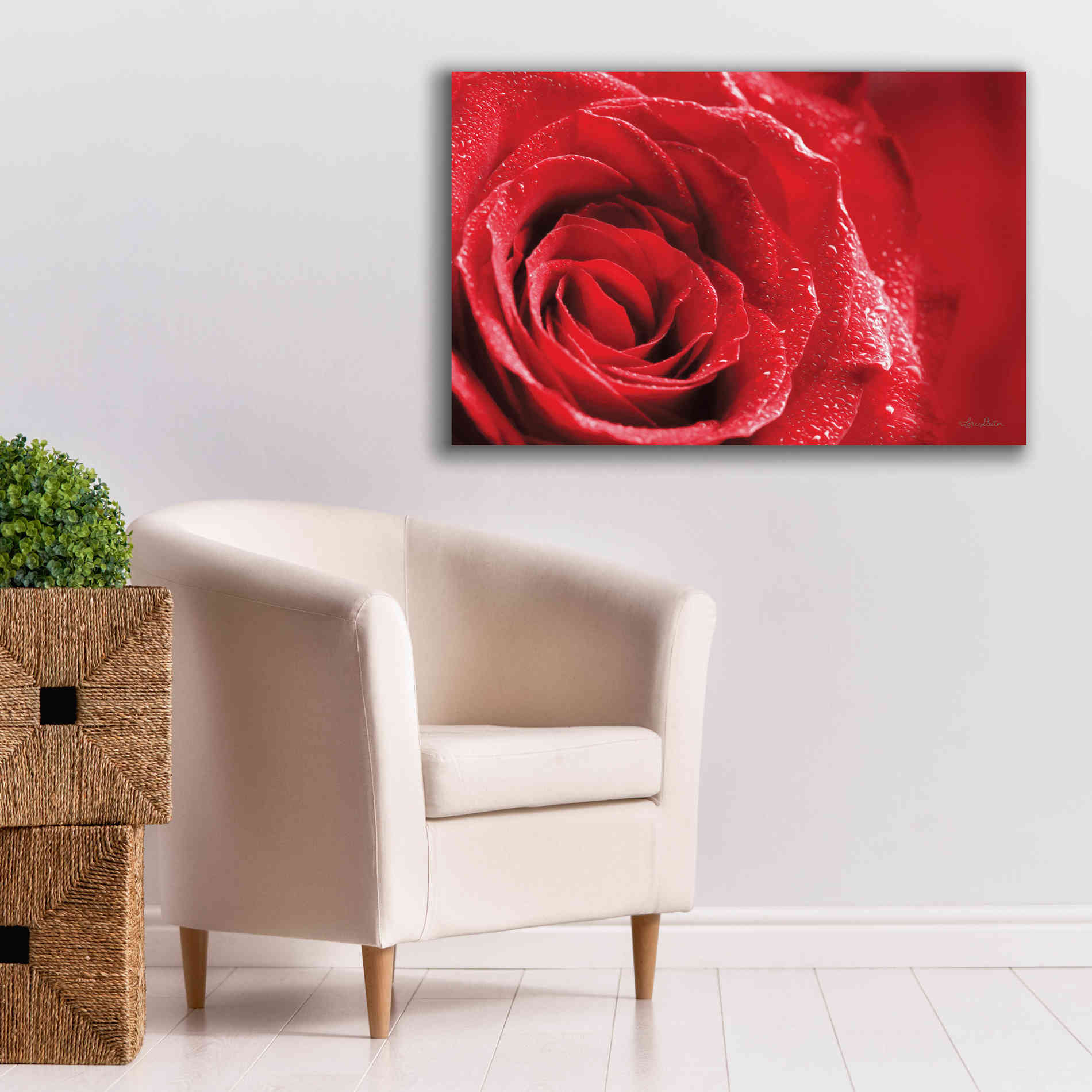 'Red Rose After Rain' by Lori Deiter, Canvas Wall Art,40 x 26