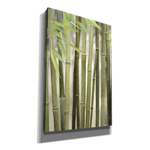 'Backlit Bamboo II' by Lori Deiter, Canvas Wall Art