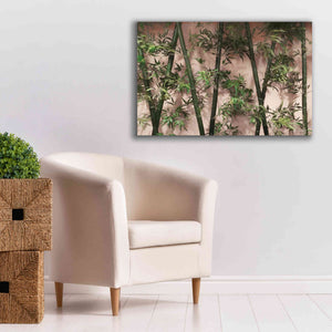 'Bamboo on Blush' by Lori Deiter, Canvas Wall Art,40 x 26