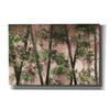 'Bamboo on Blush' by Lori Deiter, Canvas Wall Art