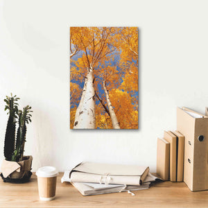 'Aspen I' by Lori Deiter, Canvas Wall Art,12 x 18