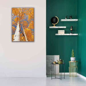 'Aspen I' by Lori Deiter, Canvas Wall Art,26 x 40