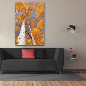 'Aspen I' by Lori Deiter, Canvas Wall Art,40 x 60
